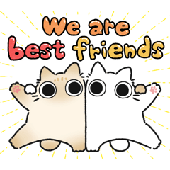 Brown siamese chubby cat (Friend)