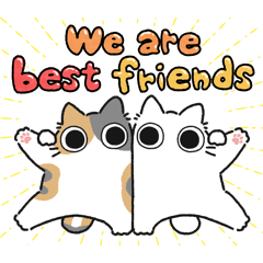 Dilute calico chubby cat (Friend)