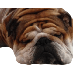 sleep_bulldog