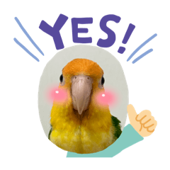 凱克鸚鵡阿迪的搗蛋日常