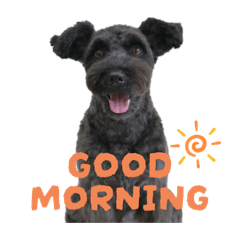 Amo the black schnauzer 3