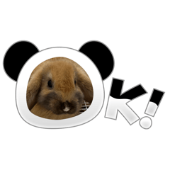 Bunny豆寶