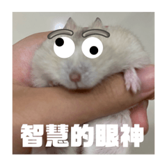 琪琪的小布丁4