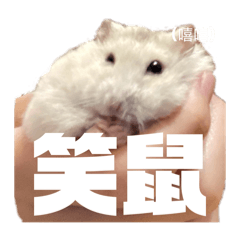 琪琪的小布丁3