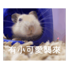 琪琪的小布丁5
