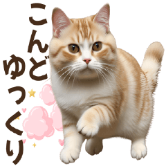 Munchkin Cat Daily Greetings