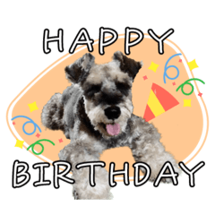 I am Luke the Schnauzer.