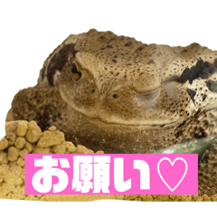 ringo_20250827120947