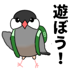 Cute Java Sparrow Daifukumochi