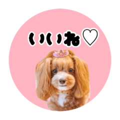 y-mami_20250827122730