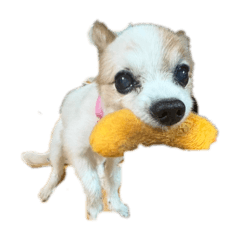 mochi_20250827134750