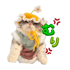 akari_20250827144017