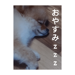 kinako_20250827135530