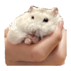 琪琪的小布丁6