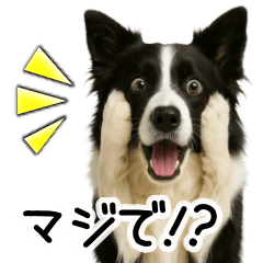 Border Collie Quick Reply