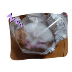 mochi_20250828084304
