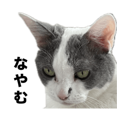 nekosan_20250826092222