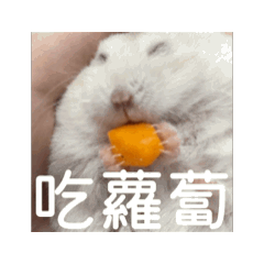 吃貨小布丁