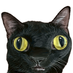 แมวดำนัวร์