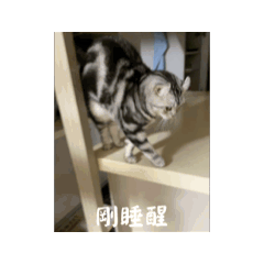 慵懶小貓2