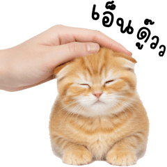 ซูการ์ แมวมุมิ