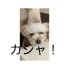 Chika_20250828012739