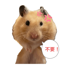 咖喱魚丸小倉鼠