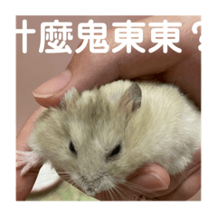 琪琪的小布丁8