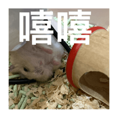 琪琪的小布丁7