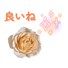 hanamame_20250827134329