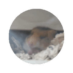 Psuke_20250829021905