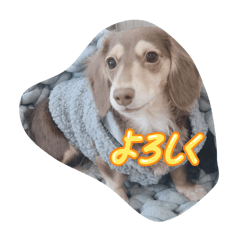 ダックスフンドURa