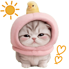 スコティッシュ猫 毎日送れる 可愛い日常