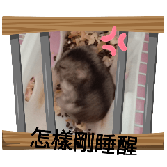 暴躁鼠and戀愛腦主人