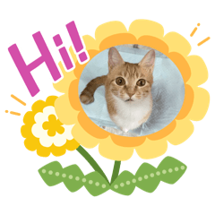 Himawari_20250828113037