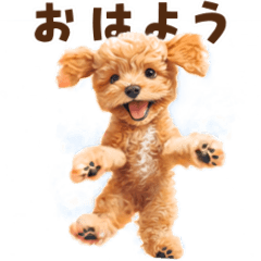 踊るトイプードルのアニメーション♪