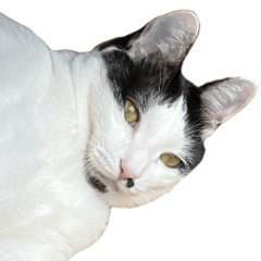 猫のとらふく その4