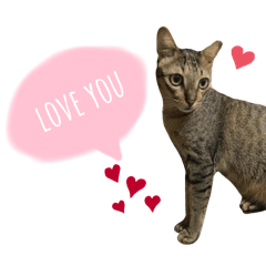 日常阿咪咪ฅ^•ﻌ•^ฅ