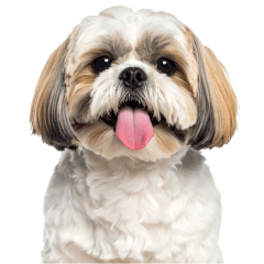 Elegant Shih Tzu's Cute Daily Life