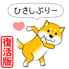 激しく尻尾をふる柴犬【復活版】