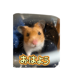 mochi_20250828202218