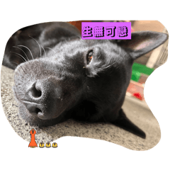 黑糖寶寶可愛貼貼