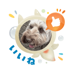 kojiwanko_20250828180105