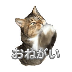 Koko_20250828180838