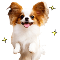 リアル☆パピヨン