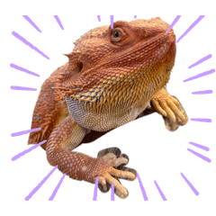 okama_20250828171622