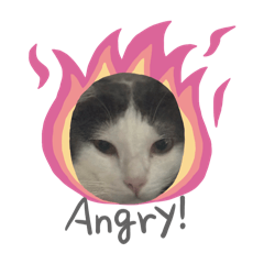 Aun rich cat
