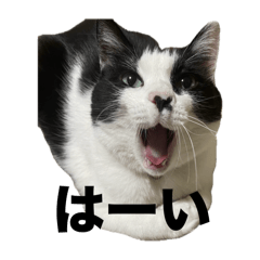 kinako_20250828214758