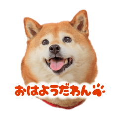 maron&shiba
