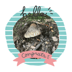 Himawari_20250829113553